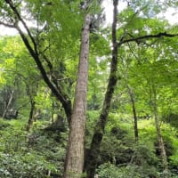 貴船神社