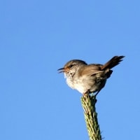 05/21探鳥記録写真：はまゆう公園の鳥たち（ウグイス、コゲラ、ホオジロ、カワラヒワ、）