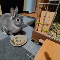 花が沢山咲きました、ブルーベリーの施肥ほぼ完了