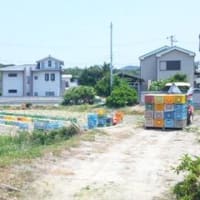 この田んぼは２４０坪あります