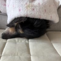 フライ2種☆煮物☆ピリ辛刺身こんにゃく