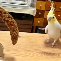 ねぇたん⭐︎小さいでス？