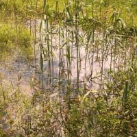 田植え後の棚田