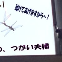 トンボととんぼ・・・最近会社の窓で救助要請多いやん～？＆芽が出ないハッサ君～！