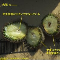 サボテン君を切り刻んでみる
