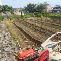 ミニトマト定植
