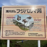 浅川ダム上流フジバカマ苑の草刈り、ながの花と緑の大賞2025受賞、お月様