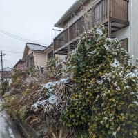 春雪
