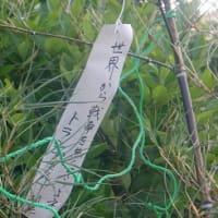 朝から、賑やかな散歩