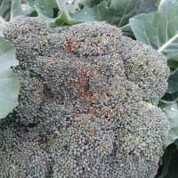 子持ちタカナ湖南児菜の初収穫