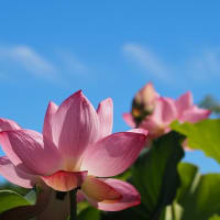 大船フラワーセンター蓮の花