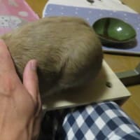 うさぎ学長！わちゃまる君！（その２２４）撫でて。