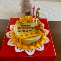 モコ16歳になりました