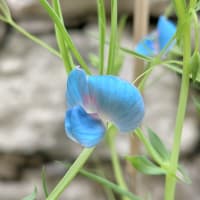 旅先で見つけたアズレウス＆不思議な名無しの白花