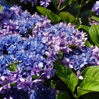 紫陽花その５