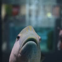 魚の顔面4　万博ミニネタ