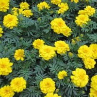 １１月２５日姉妹塾です。是非ご参加ください。