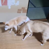 走って転けた