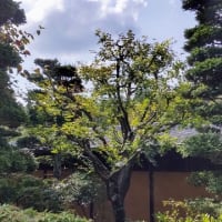 モミジ：茶室入口横ー小枝部分がこんもりとサルスベリのよう