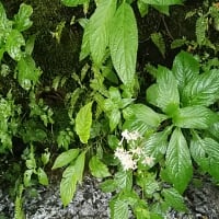 平畑静塔／葉つぱの子てんとう虫も祭の子