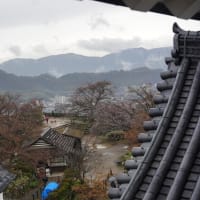 雨の国宝・彦根城の天守閣と桜