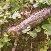 入笠山に咲く　クリンソウ・九輪草