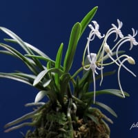 富貴蘭「天晃殿」の花(過去の画像倉庫から)