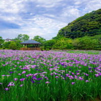 ショウブの花咲く、佐々町の皿山公園　2025/6/7