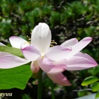 時宗「一遍上人」ゆかりの寺「永海山教善寺」