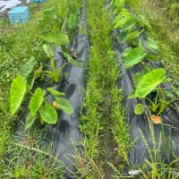 生姜、発芽始まる