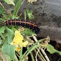 いつもの奴