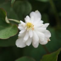花の金曜日