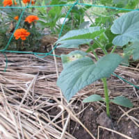 秋どりキューリを植える