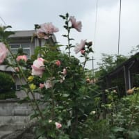 日本の国花は？
