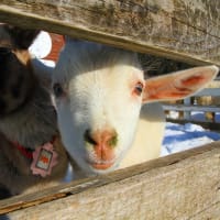 立山あるぺん村のヤギさん。。。