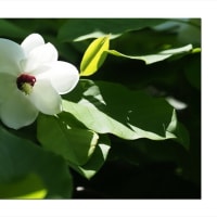 オオヤマレンゲ　光を通す花びら