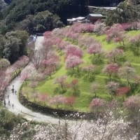 中津の桜
