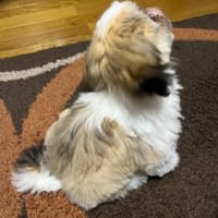 カットに行ってきました。