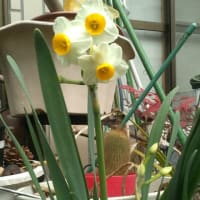 水仙が咲きました。