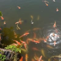 高松の栗林公園
