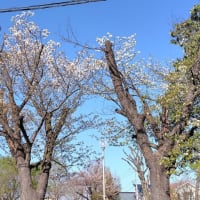桜 in 東京