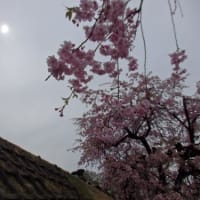 桜　さくら　サクラ　NO２