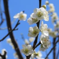 堺市都市緑化センター（２０２５年３月６日）