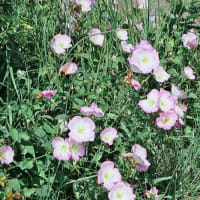 夏に向かった農業公園