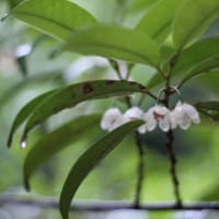 雨音の中で