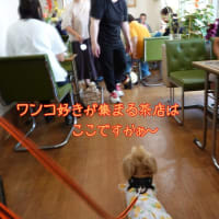菜乃葉　撮影会デビュー