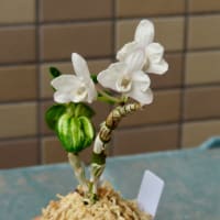 於多賀中斑の花