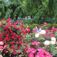 山下公園の薔薇苑、満開！
