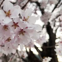 満開の薄墨桜