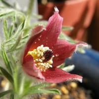 花　「オキナグサ」